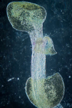 science botany micrograph plant arabidopsis thaliana root tissue  microの写真素材