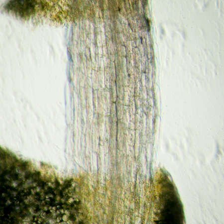 science botany micrograph plant arabidopsis thaliana root tissue  microの写真素材