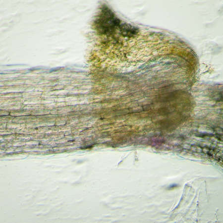 science botany micrograph plant arabidopsis thaliana root tissue  microの写真素材