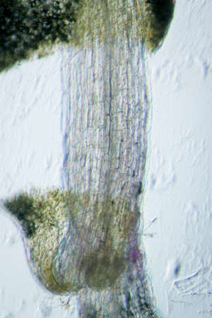 science botany micrograph plant arabidopsis thaliana root tissue  micro