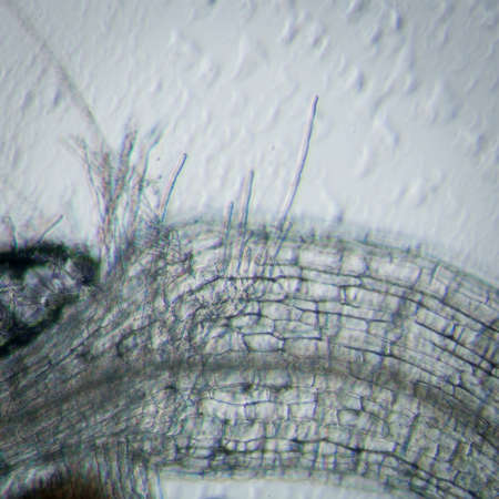 science botany micrograph plant arabidopsis thaliana root tissue  microの写真素材