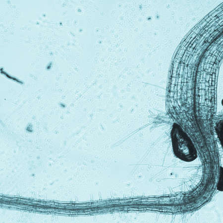 science botany micrograph plant arabidopsis thaliana root tissue  microの写真素材