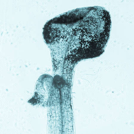science botany micrograph plant arabidopsis thaliana root tissue  microの写真素材