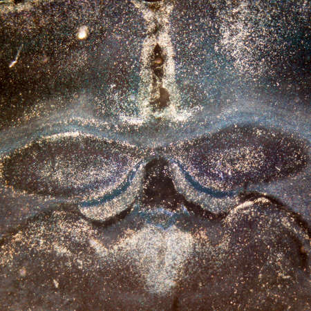 science medical microscopy micrograph, rat brain hippocampal neuronsの写真素材