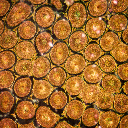 science medical anthropotomy physiology microscopic section of Testis T.S tissue backgroundの写真素材