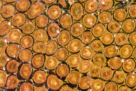 science medical anthropotomy physiology microscopic section of Testis T.S tissue backgroundの写真素材