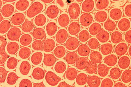 science medical anthropotomy physiology microscopic section of Testis T.S tissue backgroundの写真素材