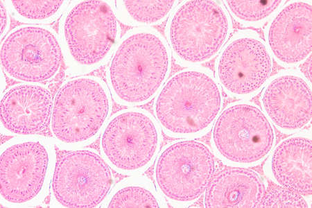 science medical anthropotomy physiology microscopic section of Testis T.S tissue backgroundの写真素材