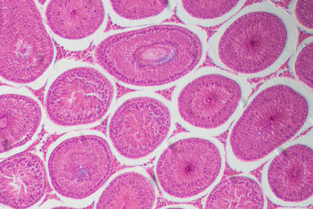 science medical anthropotomy physiology microscopic section of Testis T.S tissue backgroundの写真素材