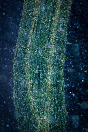 science botany micrograph plant root tip tissue cell, Magnification 50Xの写真素材
