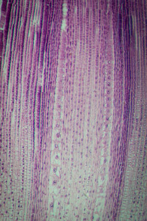 science botany micrograph plant root tip tissue cell, Magnification 100Xの写真素材