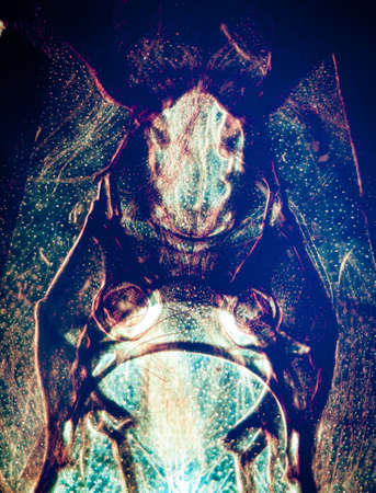 science microscopy micrograph animal mouth-parts of insect honey beeの写真素材