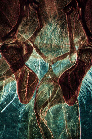 science microscopy micrograph animal mouth-parts of insect honey beeの写真素材