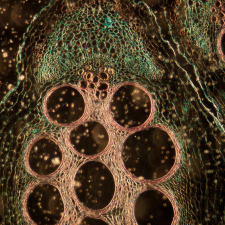 microscopy micrograph plant tissue, stem of pumpkin, magnification 100Xの写真素材