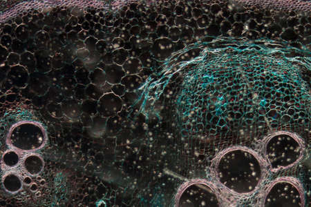 microscopy micrograph plant tissue, stem of pumpkin, magnification 100Xの写真素材