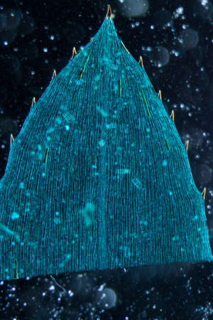 science microscopy micrograph black algae leaf Hydrilla verticillata microの写真素材