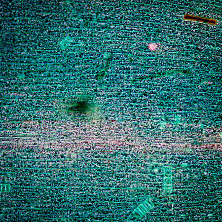science microscopy micrograph black algae leaf Hydrilla verticillata microの写真素材