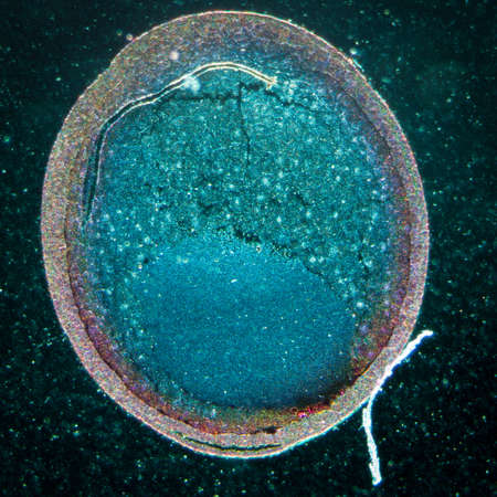 science microscopy micrograph cleavage stage of frog eggの写真素材