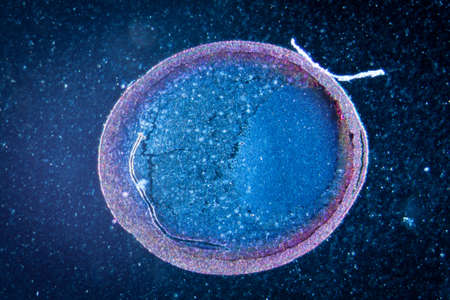 science microscopy micrograph cleavage stage of frog eggの写真素材