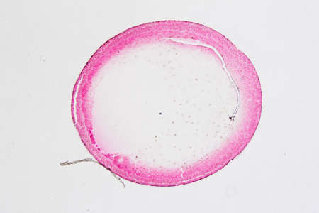 science microscopy micrograph cleavage stage of frog eggの写真素材