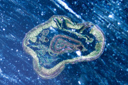 science microscopy micrograph earthworm crosscuttingの写真素材