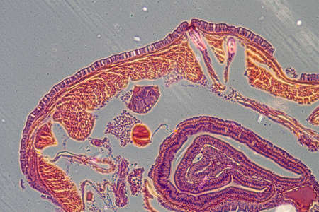 science microscopy micrograph earthworm crosscuttingの写真素材