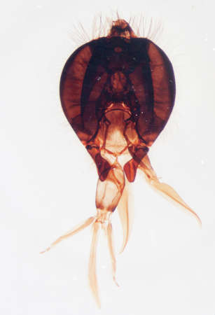 science microscopy micrograph animal mouthparts of bee insect, Magnification 50Xの写真素材