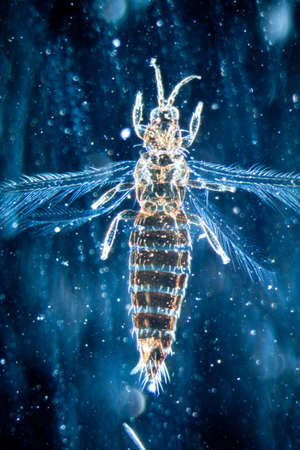 science microscopy micrograph animal insect, Magnification 50Xの写真素材