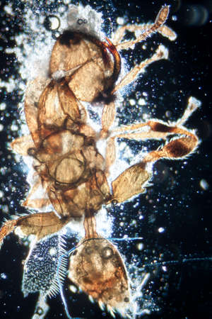 science microscopy micrograph animal insect, Magnification 50Xの写真素材