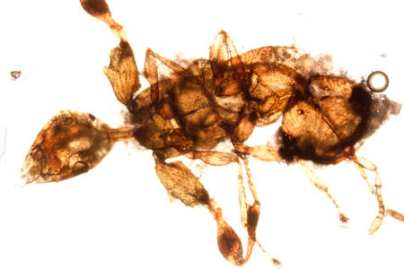 science microscopy micrograph animal insect, Magnification 50Xの写真素材