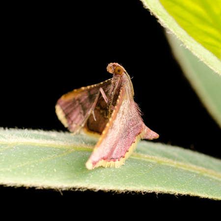 insect moth on green leafの写真素材