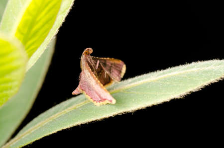 insect moth on green leafの写真素材