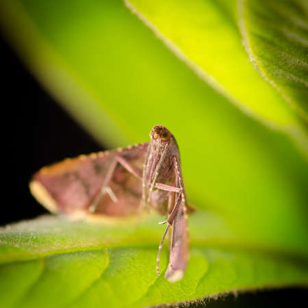 insect moth on green leafの写真素材