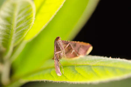 insect moth on green leafの写真素材