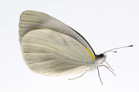 insect small white butterfly isolatedの写真素材