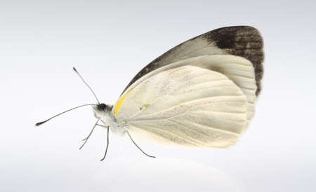 insect small white butterfly isolatedの写真素材