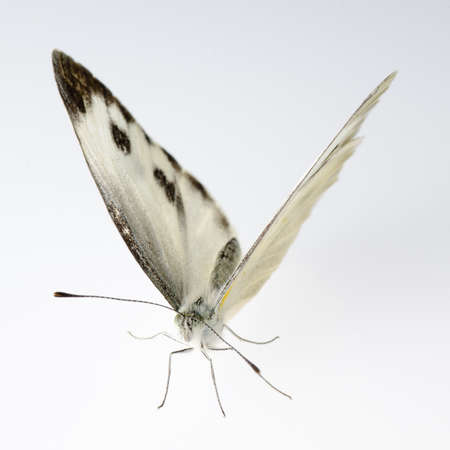 insect small white butterfly isolatedの写真素材
