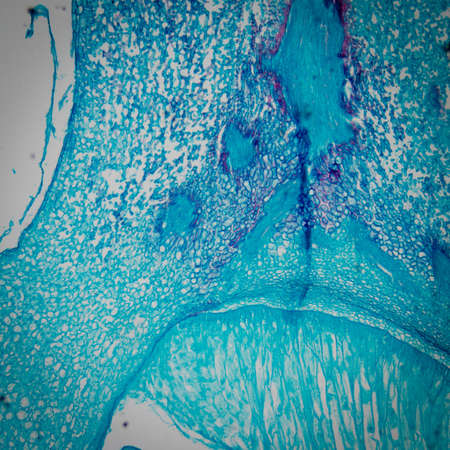 microscopy micrograph plant tissue, corn embryoの写真素材