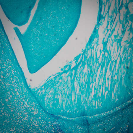microscopy micrograph plant tissue, corn embryoの写真素材