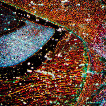 microscopy micrograph plant tissue, corn embryoの写真素材