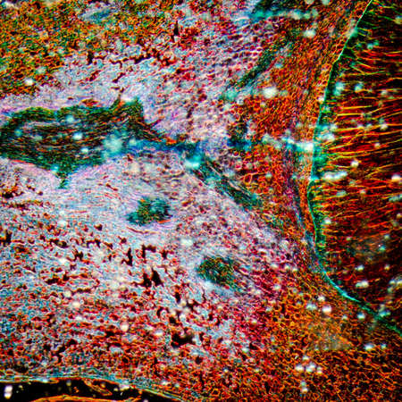 microscopy micrograph plant tissue, corn embryoの写真素材