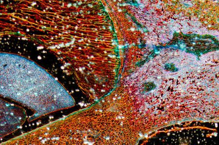 microscopy micrograph plant tissue, corn embryoの写真素材