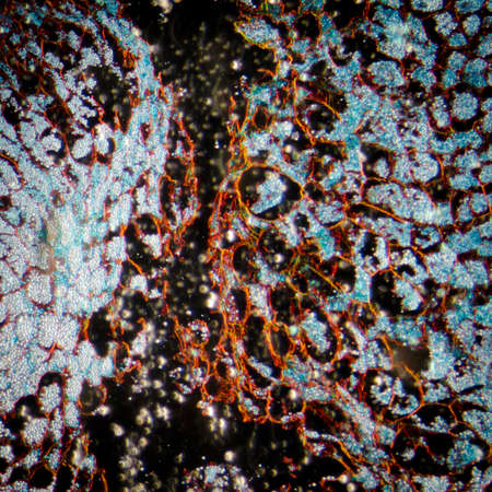 microscopy micrograph plant tissue, corn embryoの写真素材