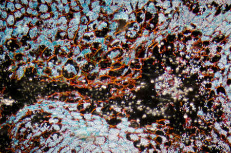 microscopy micrograph plant tissue, corn embryoの写真素材
