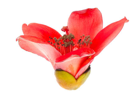 Kapok blossom bombax ceiba red flower,isolated on whiteの写真素材