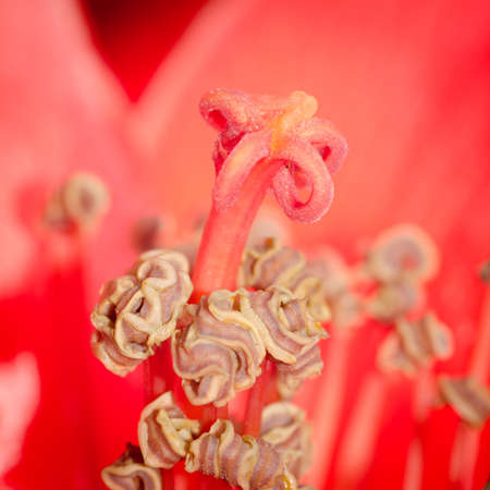 Kapok blossom bombax ceiba red flower stamen macroの写真素材