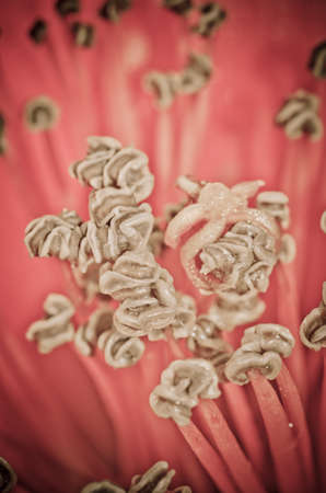 Kapok blossom bombax ceiba red flower stamen macroの写真素材