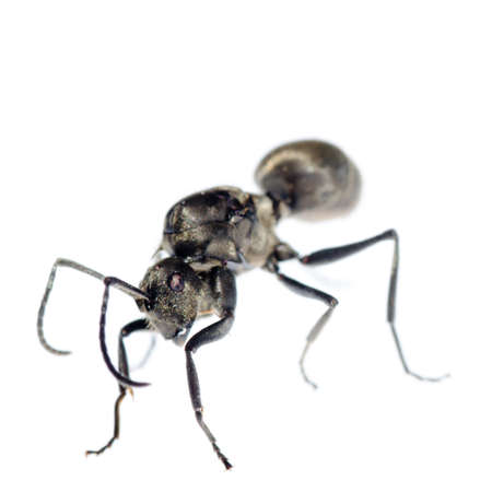 insect ant isolated on whiteの写真素材
