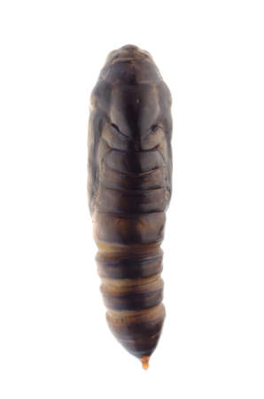 insect snout moth cocoon isolated on whiteの写真素材