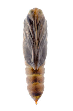 insect snout moth cocoon isolated on whiteの写真素材